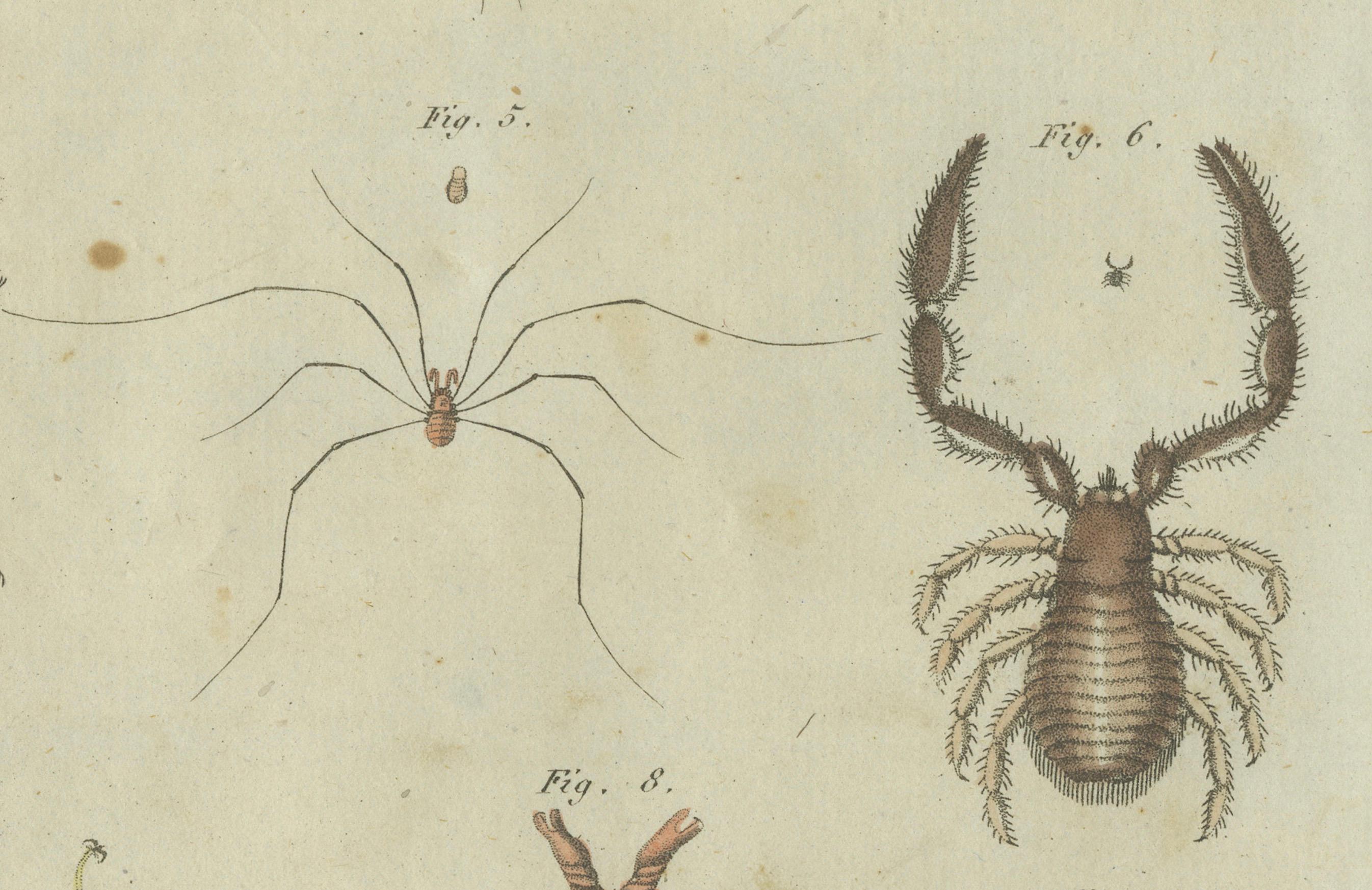 Early 19th Century Intricate Arachnids and Insects: Hand-Colored Engraving Published in 1805 For Sale