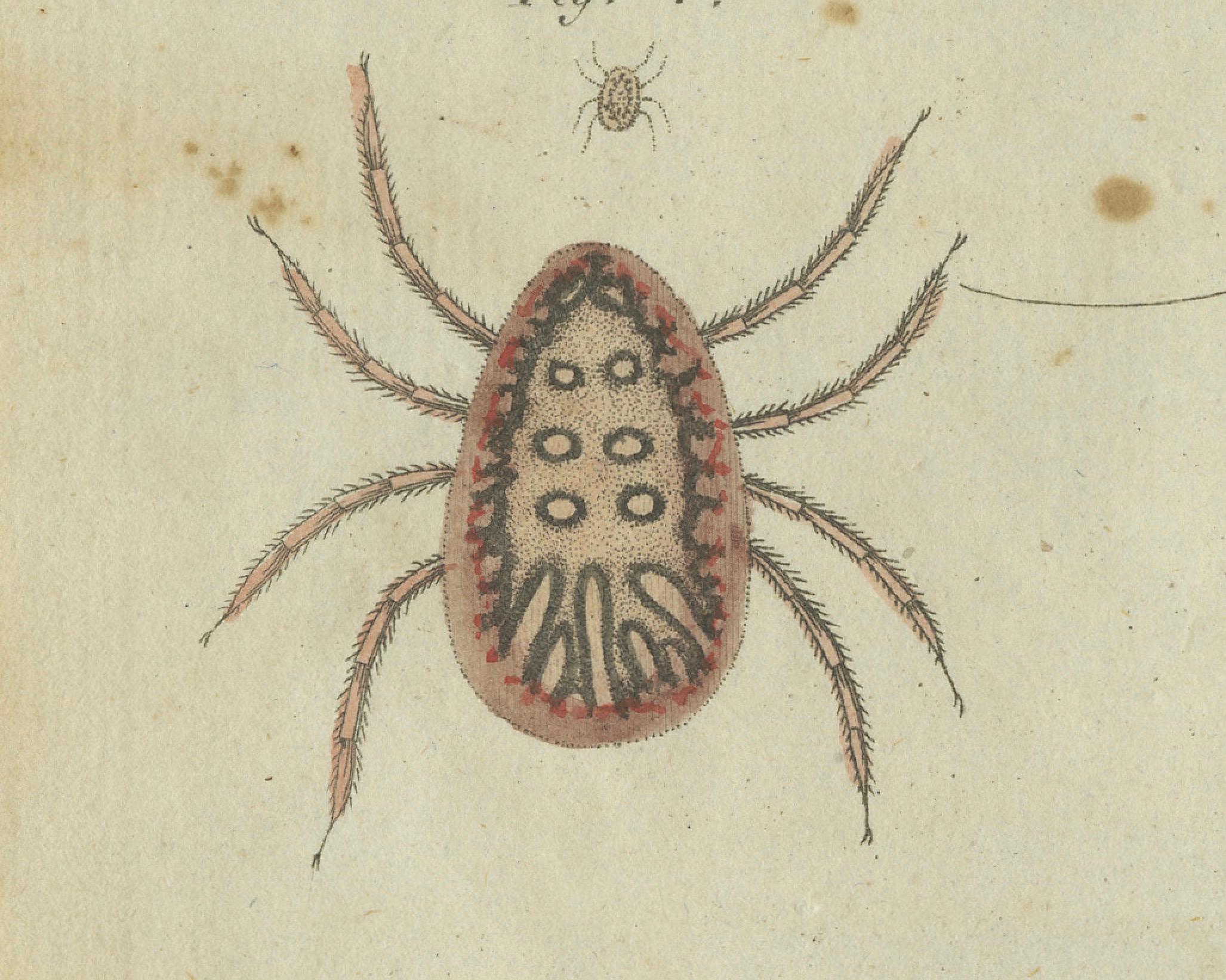 Paper Intricate Arachnids and Insects: Hand-Colored Engraving Published in 1805 For Sale