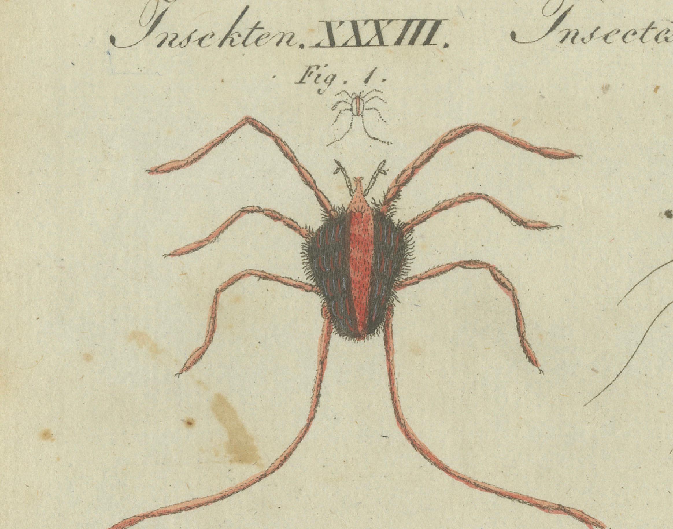 Intricate Arachnids and Insects: Hand-Colored Engraving Published in 1805 For Sale 1