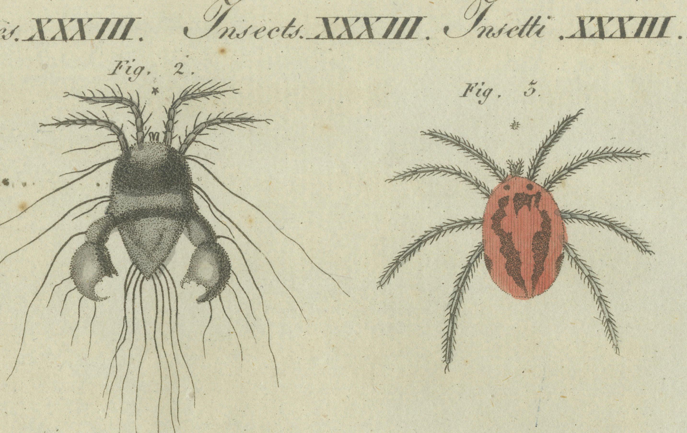 Intricate Arachnids and Insects: Hand-Colored Engraving Published in 1805 For Sale 2