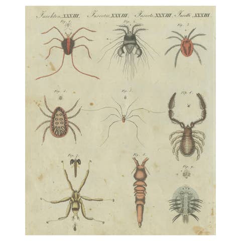 Intricate Arachnids and Insects: Hand-Colored Engraving Published in 1805