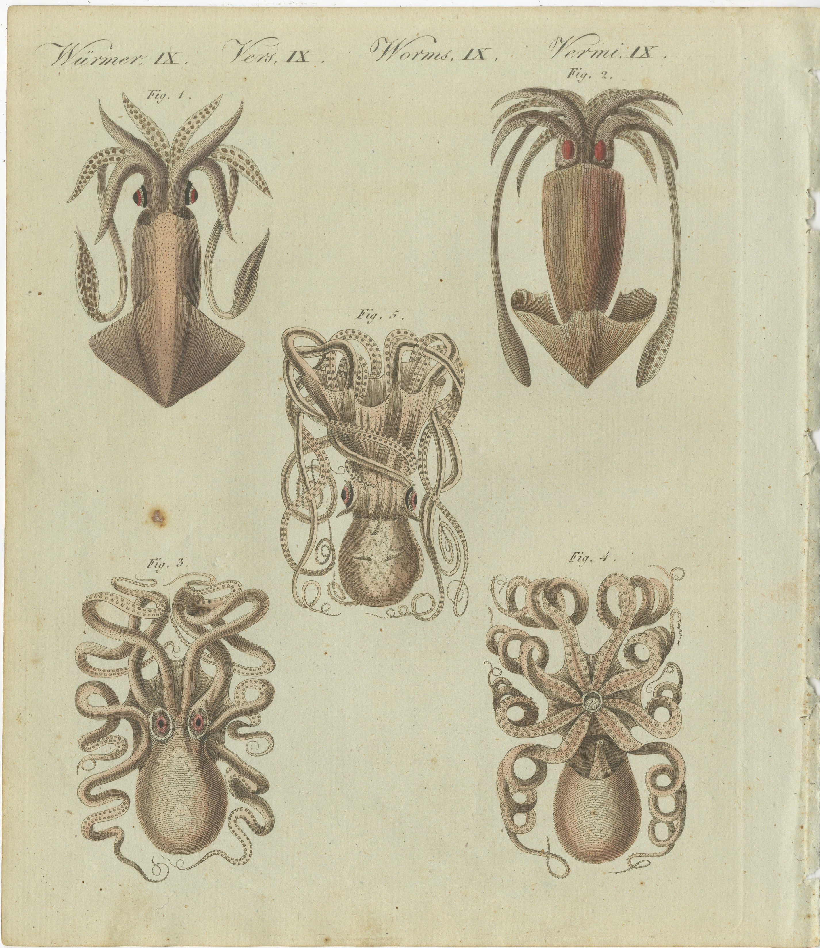 Intricate Cephalopods from Bertuch's Natural History Engravings, 1805

This handcolored copperplate engraving from Friedrich Johann Bertuch’s renowned 