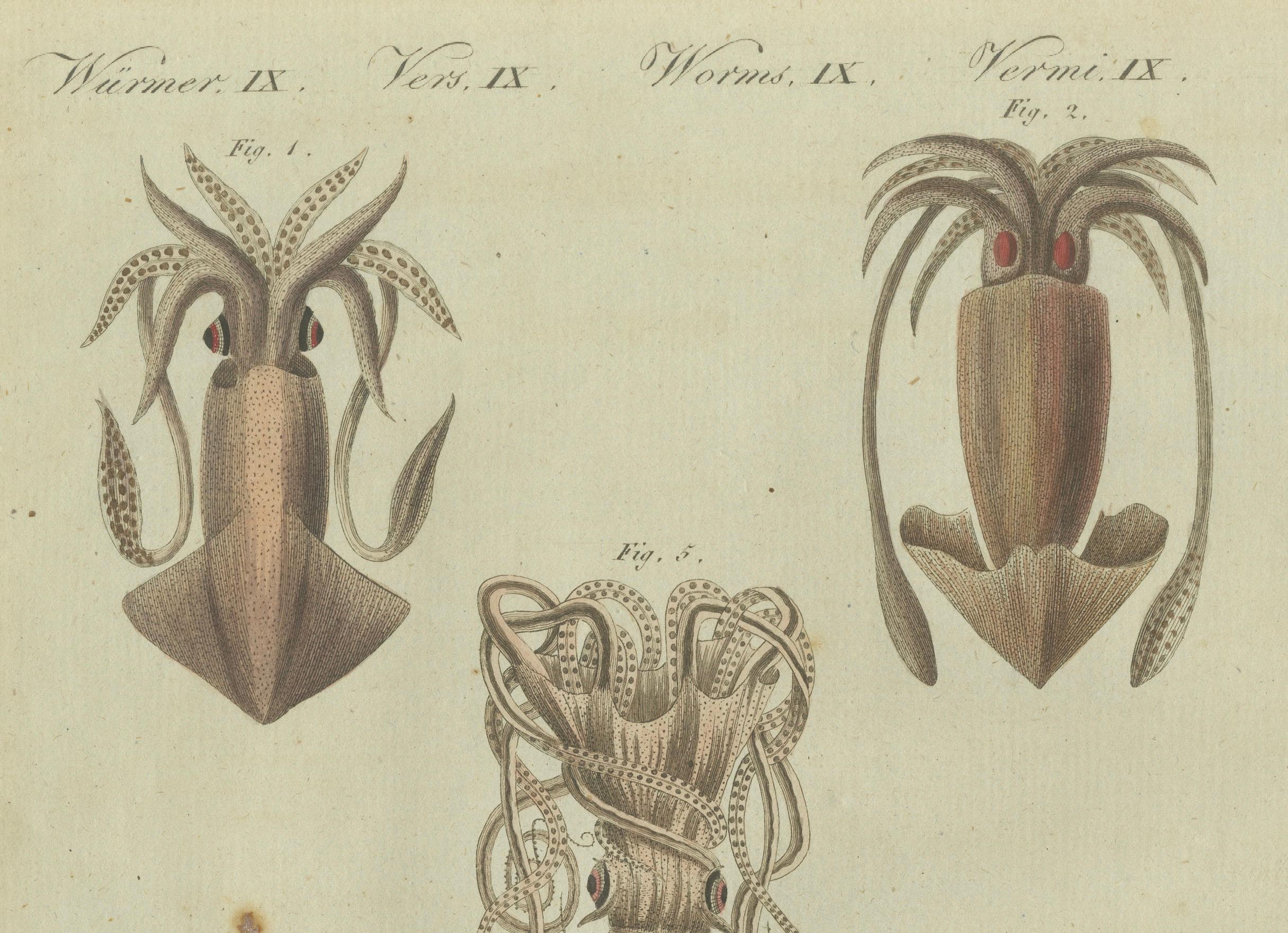 Engraved Intricate Cephalopods from Bertuch's Natural History Engravings, 1805 For Sale