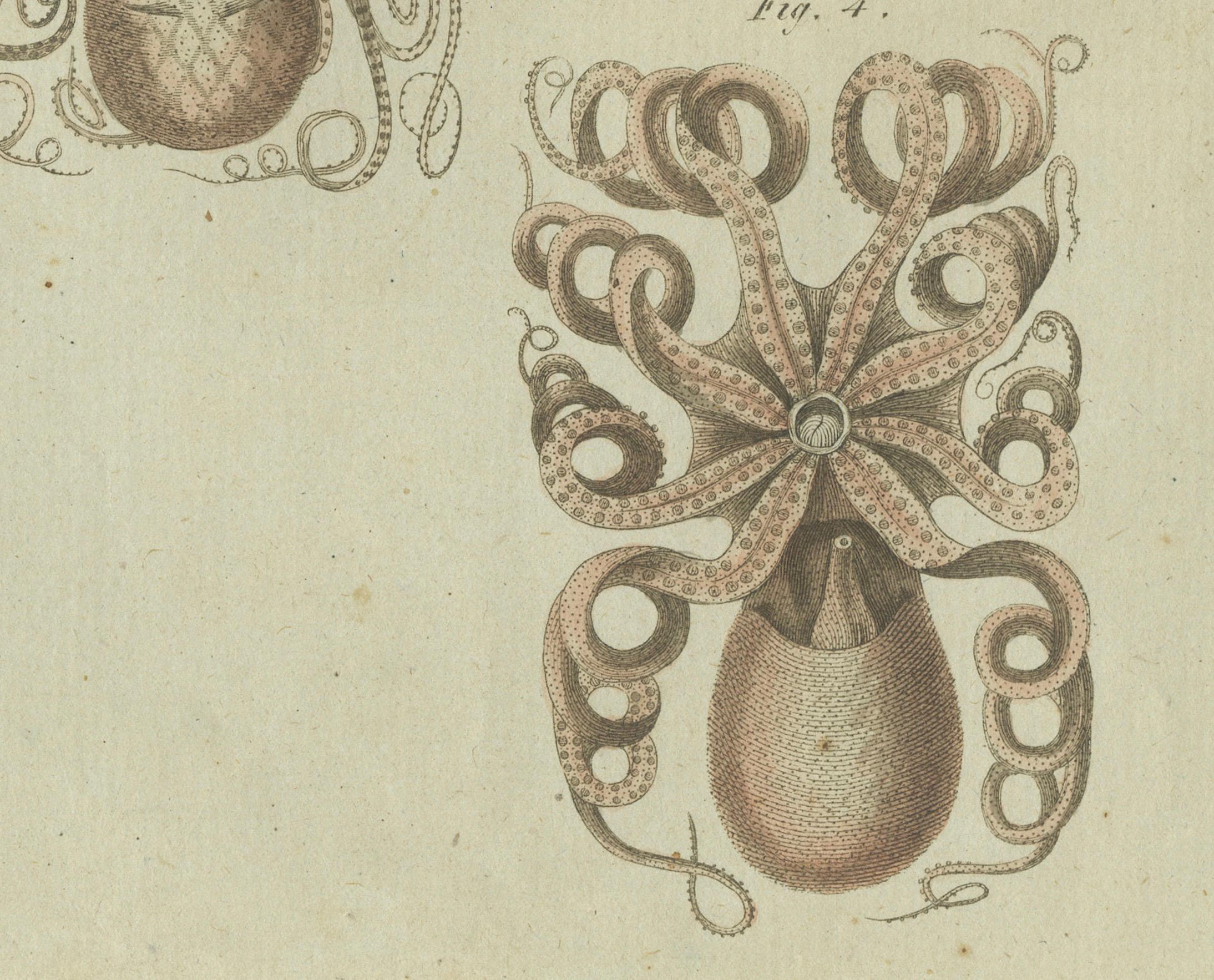 Intricate Cephalopods from Bertuch's Natural History Engravings, 1805 In Good Condition For Sale In Langweer, NL