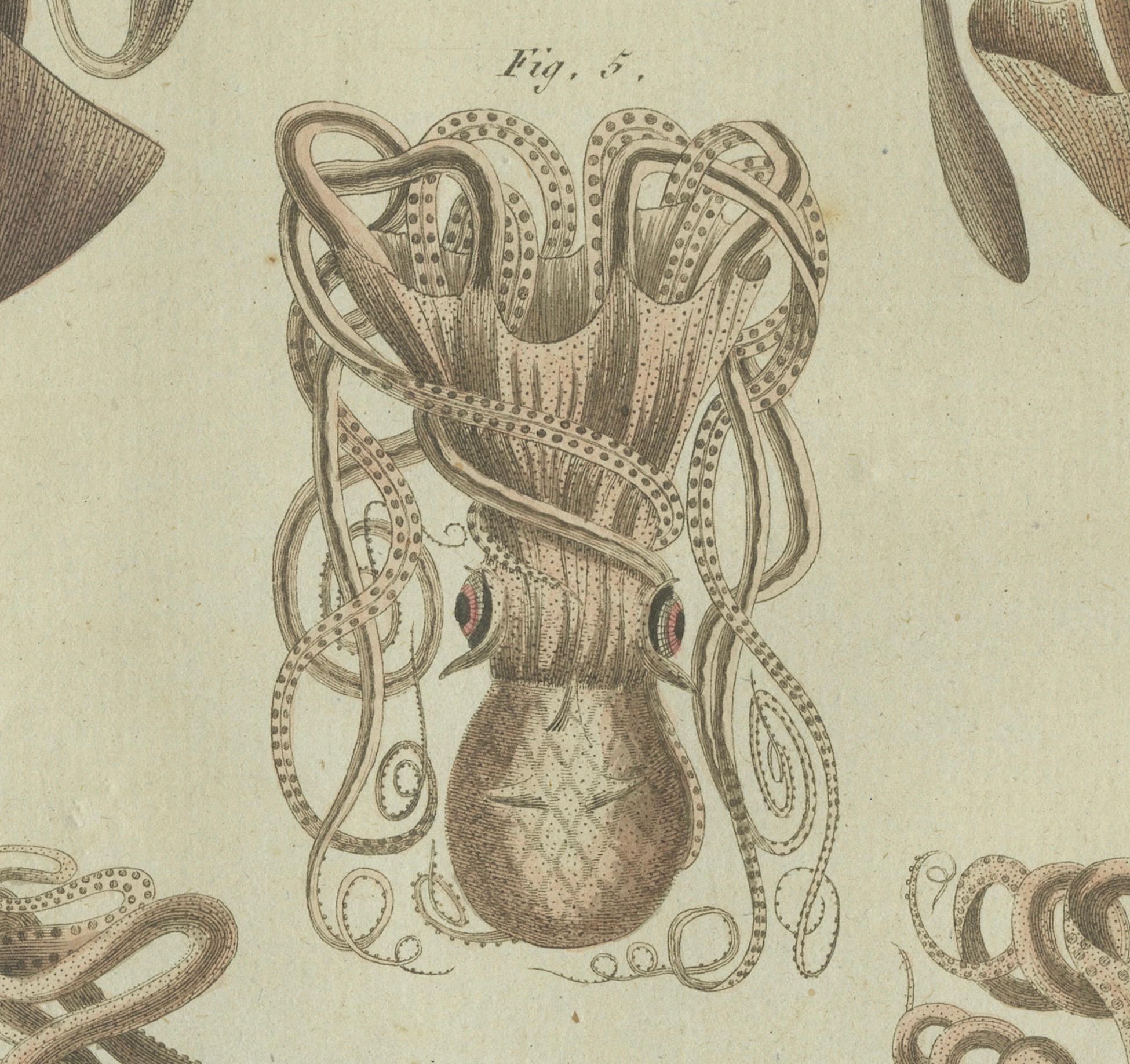 Early 19th Century Intricate Cephalopods from Bertuch's Natural History Engravings, 1805 For Sale