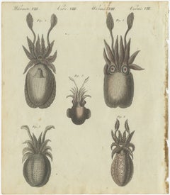 Intricate Depictions of Marine Life: Hand-Colored Copperplate Engraving, 1805