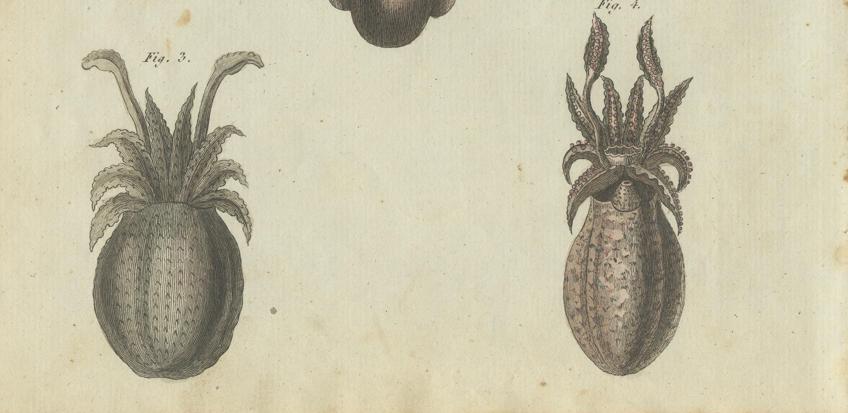 Aufwändige Darstellungen des Meereslebens: Handkolorierte Kupferstichgravur, 1805 (Graviert) im Angebot