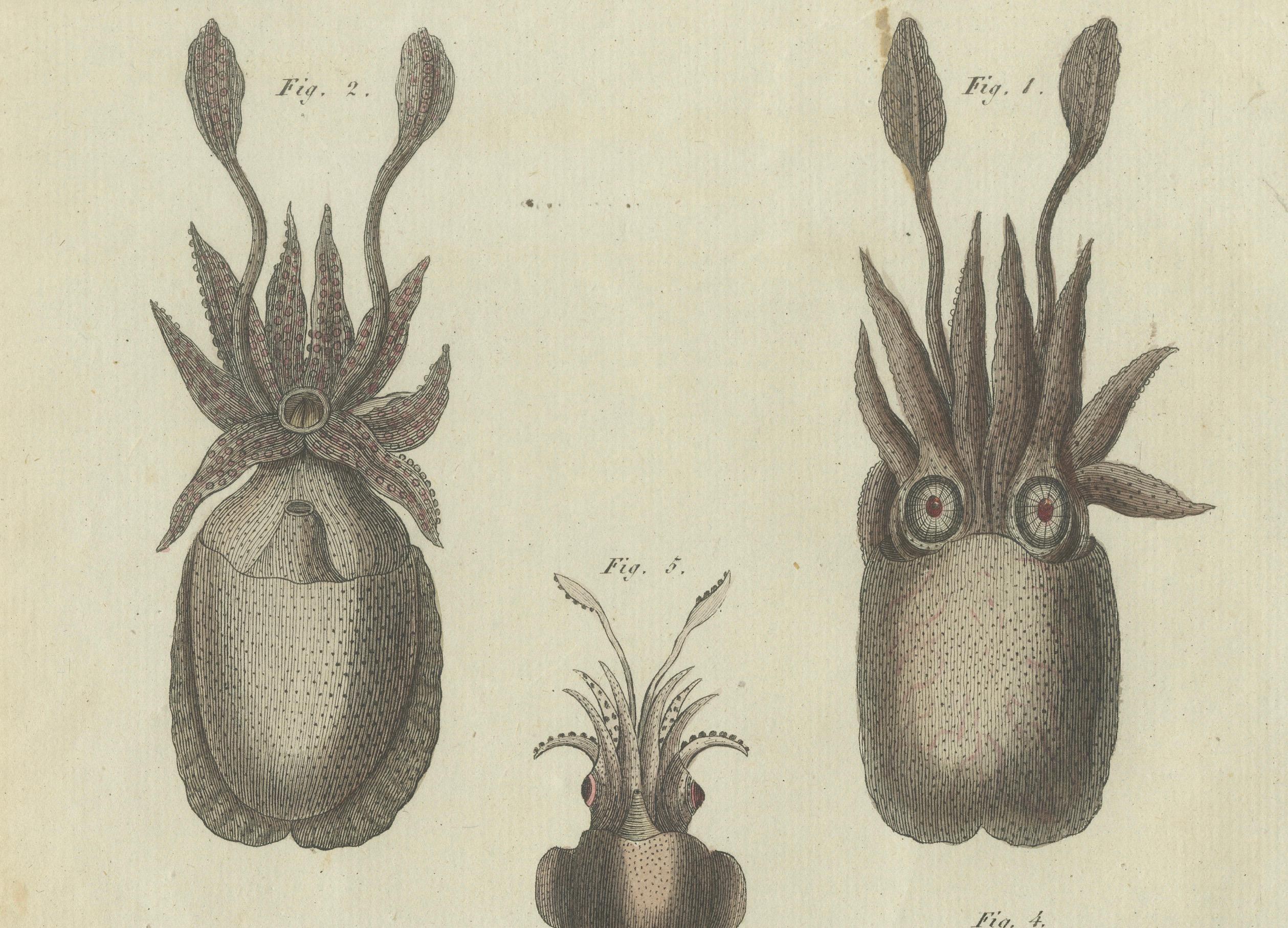 Aufwändige Darstellungen des Meereslebens: Handkolorierte Kupferstichgravur, 1805 im Zustand „Gut“ im Angebot in Langweer, NL