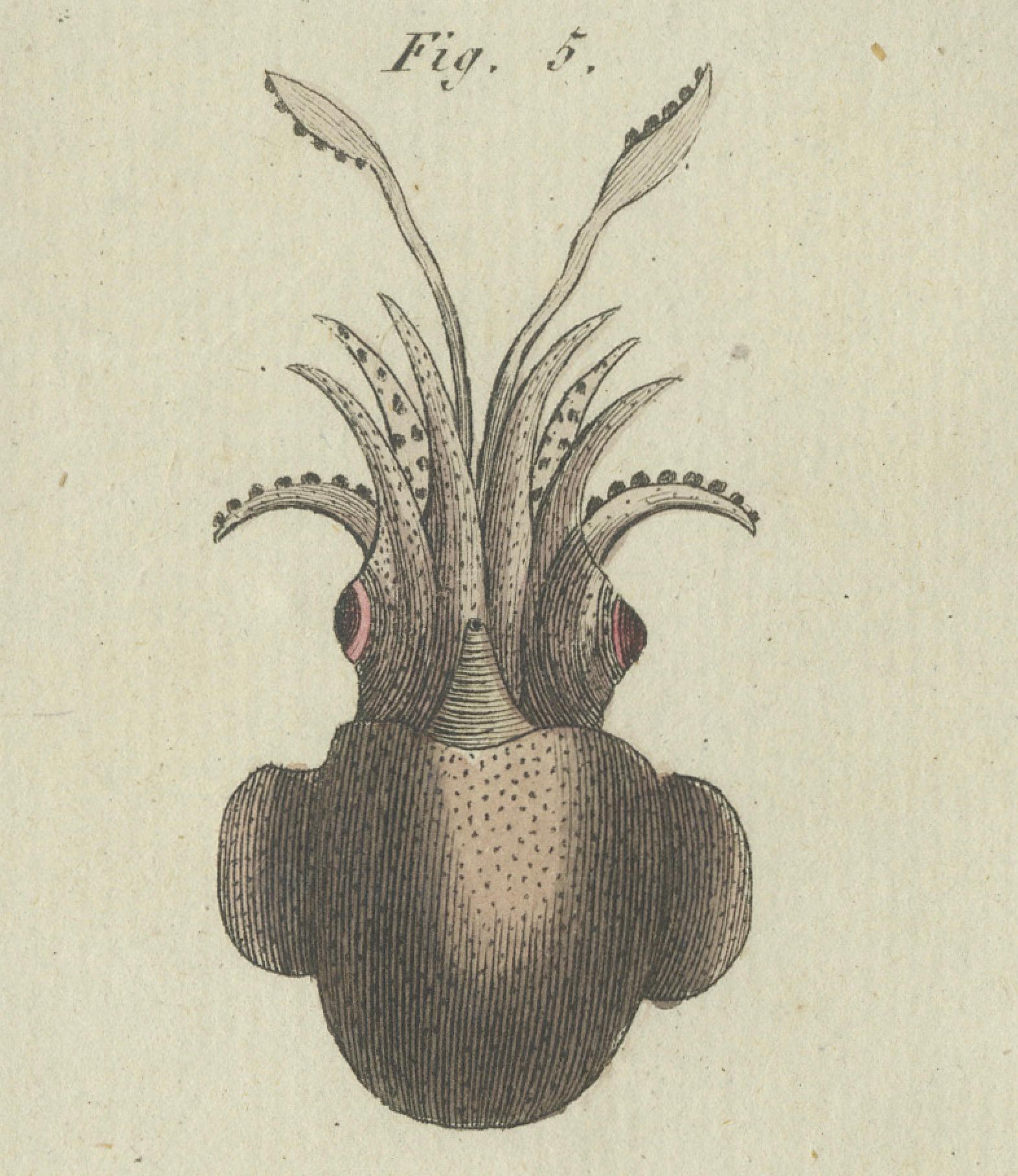 Aufwändige Darstellungen des Meereslebens: Handkolorierte Kupferstichgravur, 1805 (Frühes 19. Jahrhundert) im Angebot
