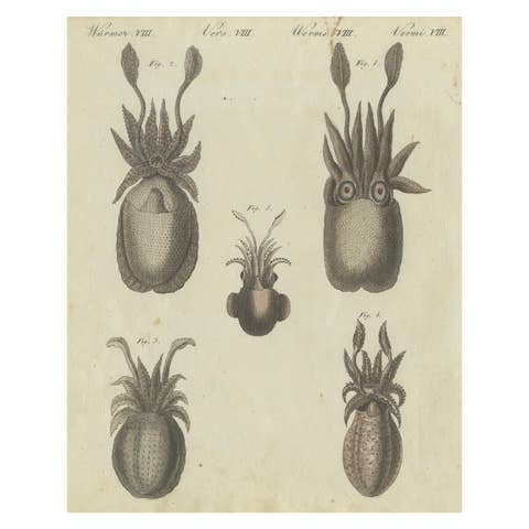 Intricate Depictions of Marine Life: Hand-Colored Copperplate Engraving, 1805