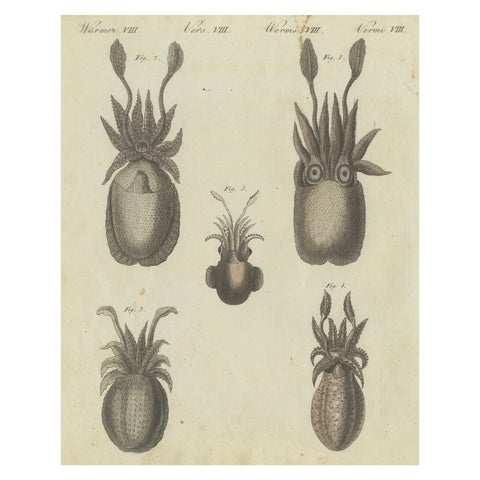 Intricate Depictions of Marine Life: Hand-Colored Copperplate Engraving, 1805