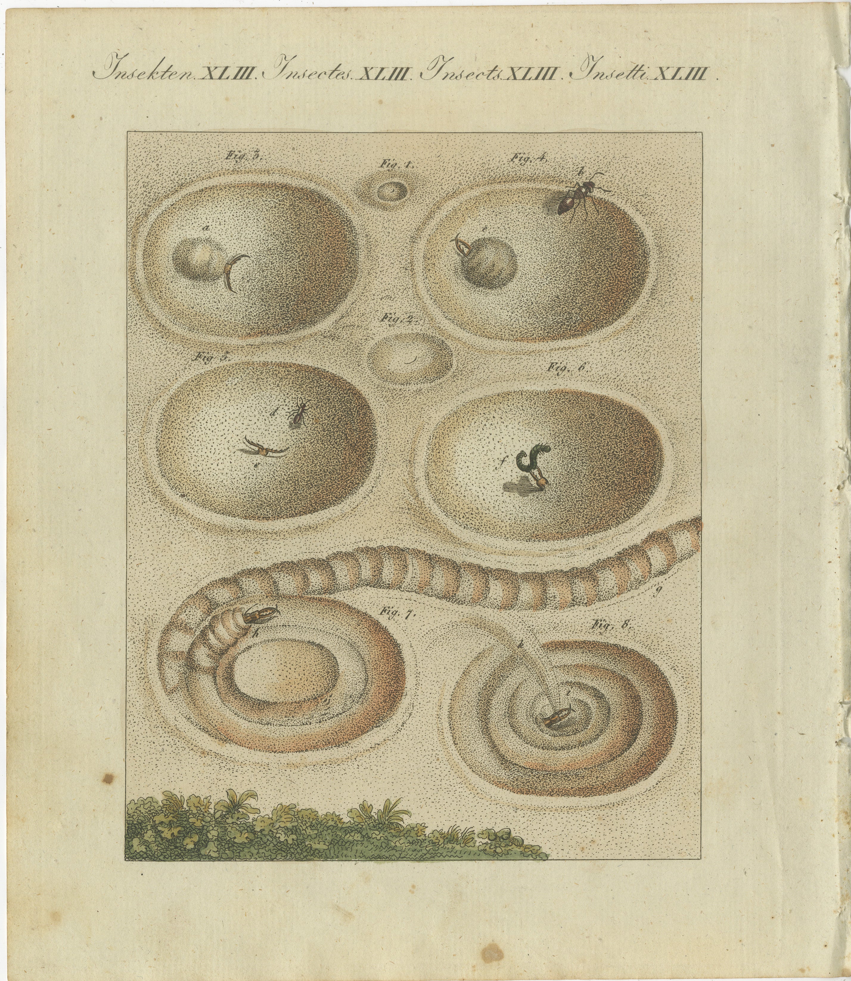This captivating hand-colored copperplate engraving from Friedrich Johann Bertuch’s *Bilderbuch für Kinder* (Picture Book for Children), published in Weimar in 1805, provides a fascinating insight into the behavior and habitats of insects.