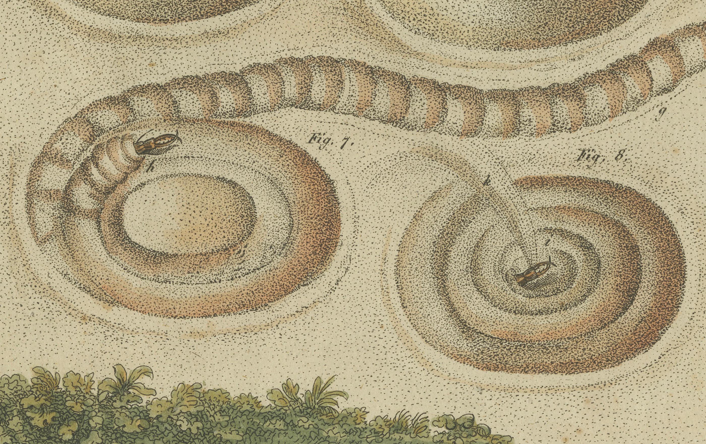 Engraved Intricate Insect Life Cycle and Habitats: Hand-Colored Engraving, Bertuch, 1805 For Sale