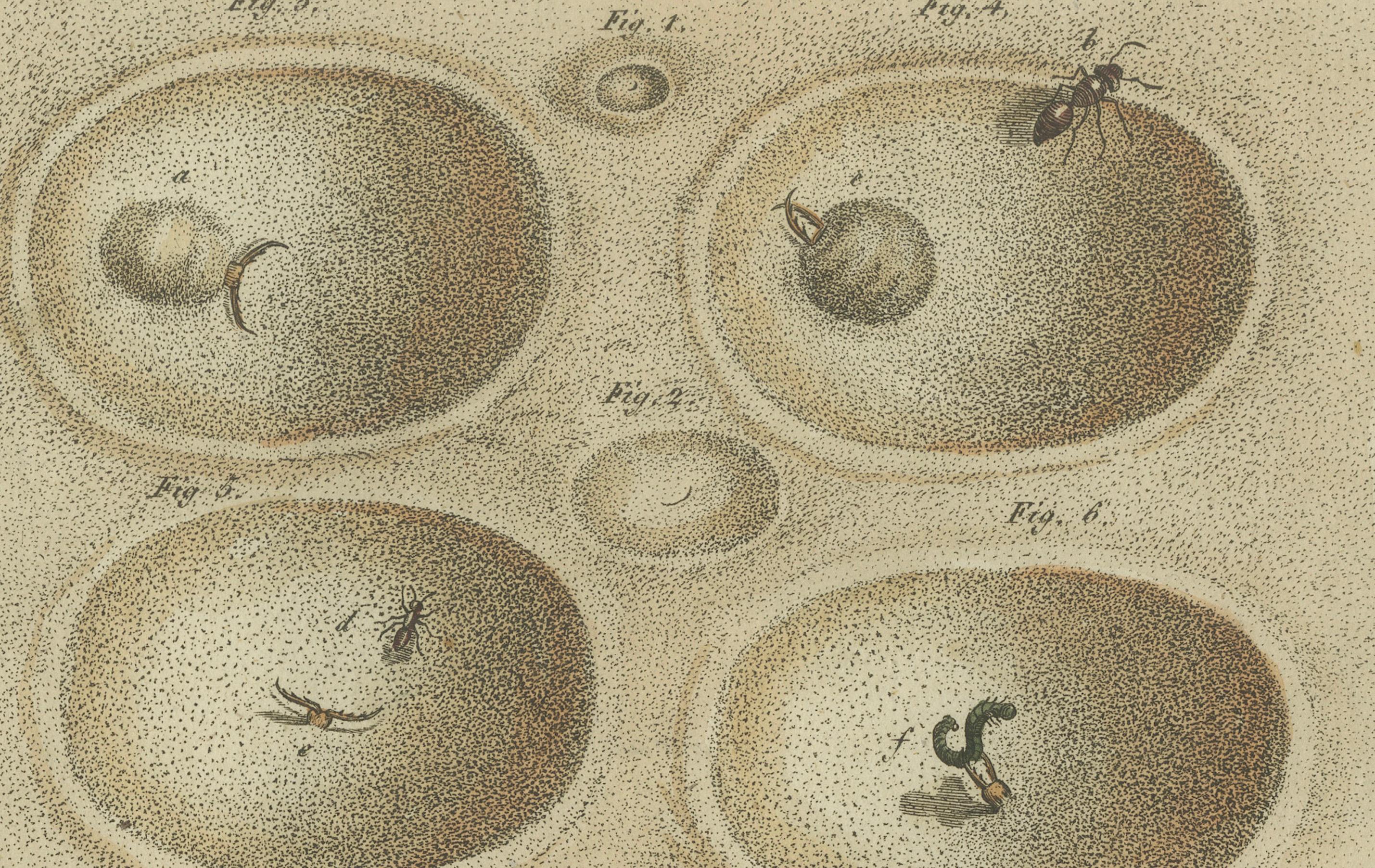 Intricate Insect Life Cycle and Habitats: Hand-Colored Engraving, Bertuch, 1805 In Good Condition For Sale In Langweer, NL