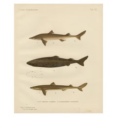 Intricate Lithograph of Scandinavian Sharks from Pisces Scandinaviae, 1895