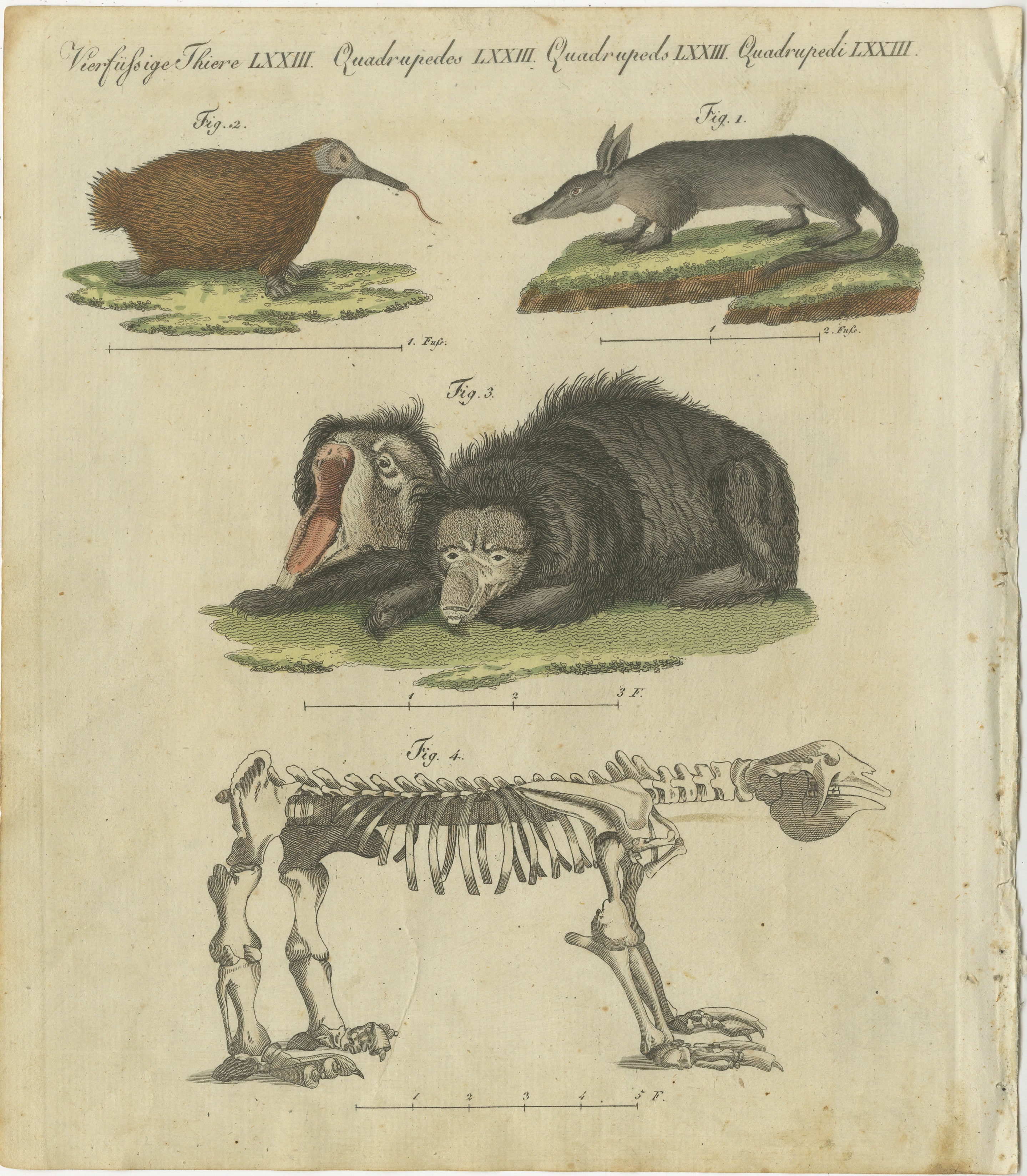 Titel: Faszinierender handkolorierter Kupferstich von 1805 mit einzigartigen Säugetieren und Skelett aus Bertuch  

Beschreibung:  
Dieser faszinierende handkolorierte Stich aus Friedrich Justin Bertuchs 1805 erschienener *Porte-Feuille des Enfants*