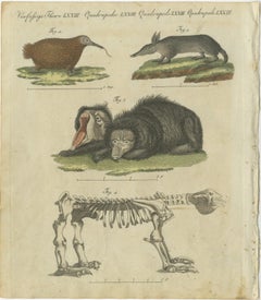 Intriguing 1805 Hand-Colored Engraving of Unique Mammals and Skeleton