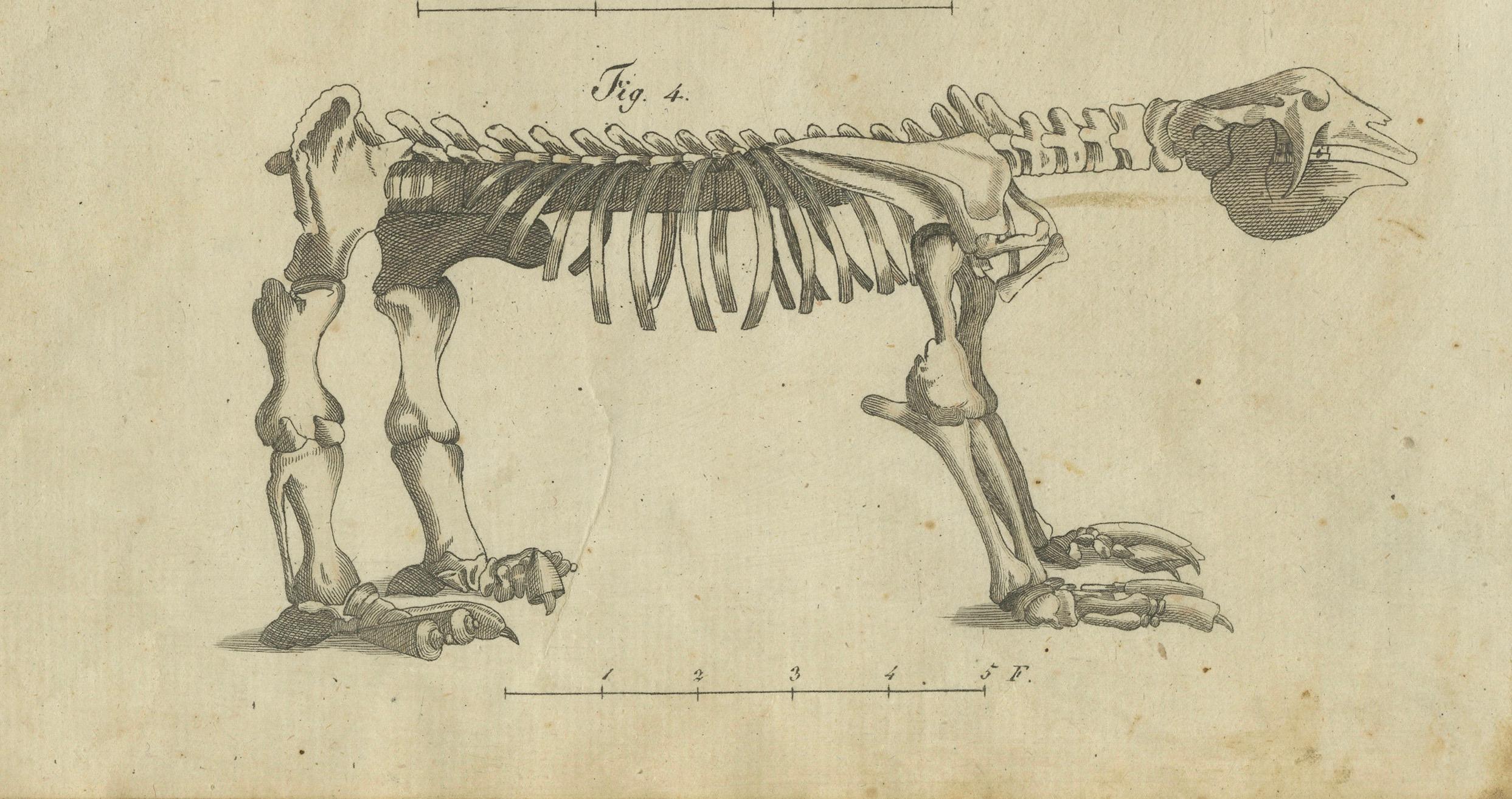Mehrdeutige handkolorierte Gravur einzigartiger Mammals und Skeletts aus dem Jahr 1805 (Graviert) im Angebot