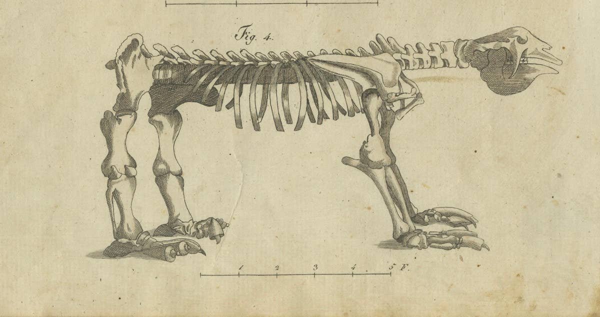 Intriguing 1805 Hand-Colored Engraving of Unique Mammals and Skeleton