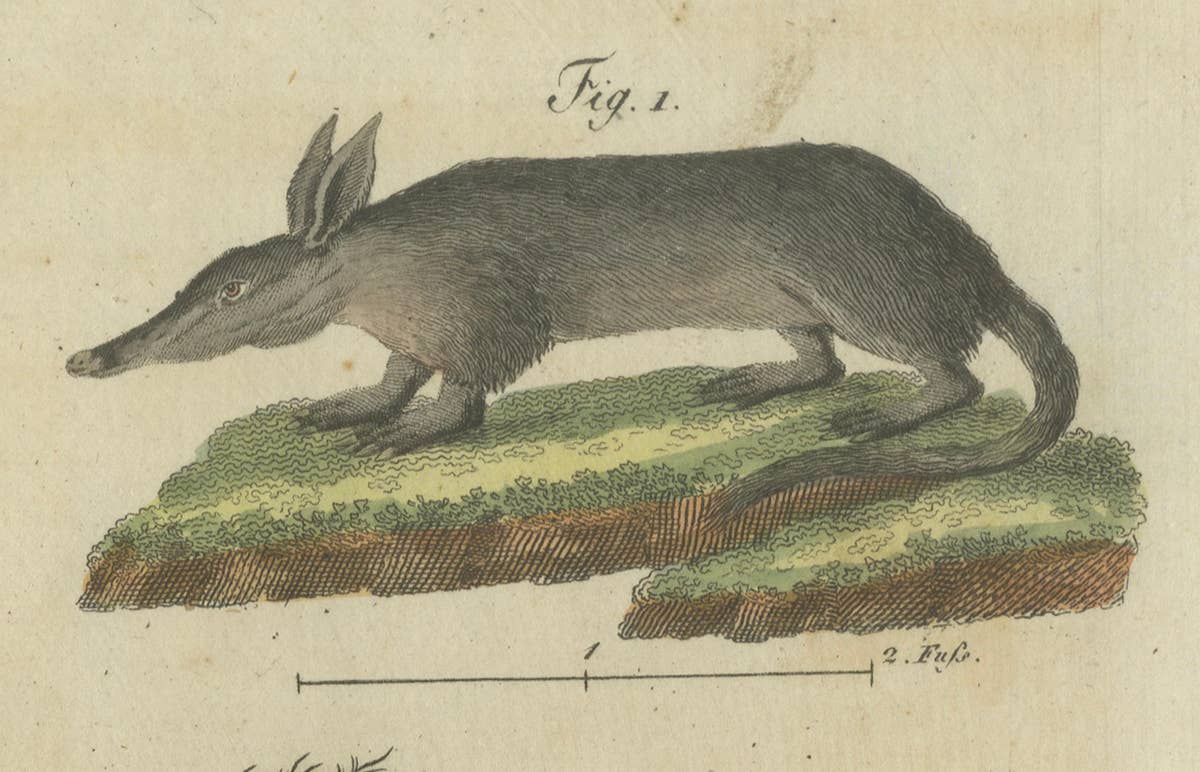 Intriguing 1805 Hand-Colored Engraving of Unique Mammals and Skeleton