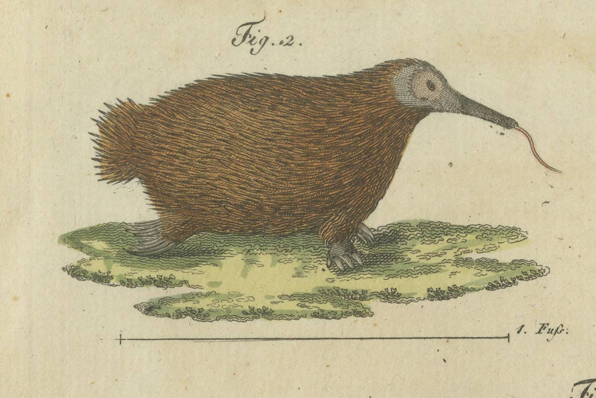 Intriguing 1805 Hand-Colored Engraving of Unique Mammals and Skeleton