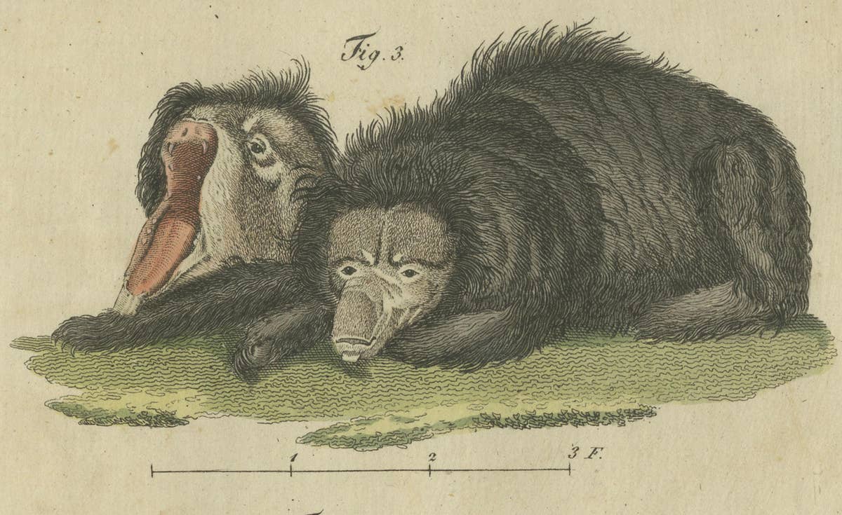 Intriguing 1805 Hand-Colored Engraving of Unique Mammals and Skeleton