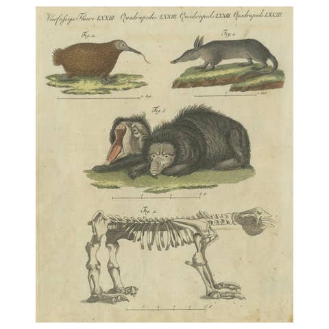 Intriguing 1805 Hand-Colored Engraving of Unique Mammals and Skeleton