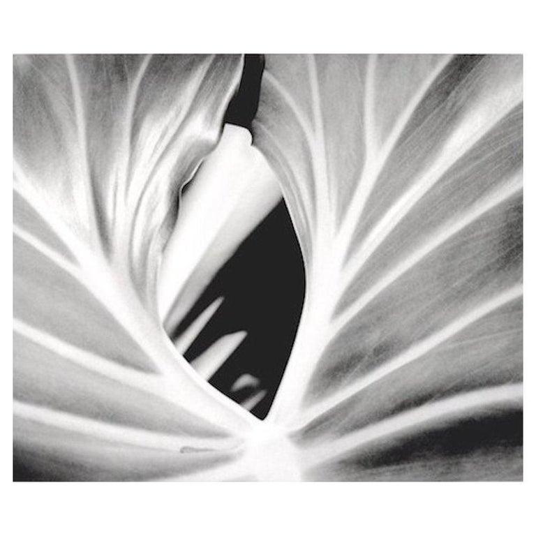Coconuts and The Leaf (Diptyque), photographies de nature encadrées en noir et blanc - Photograph de Iran Issa-Khan