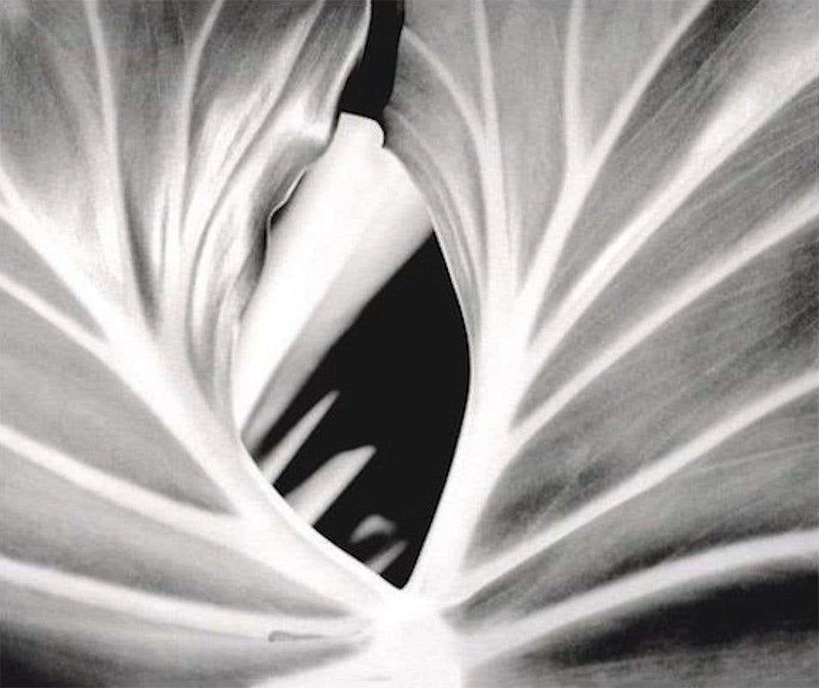 Coconuts and The Leaf (Diptyque), photographies de nature encadrées en noir et blanc - Naturalisme Photograph par Iran Issa-Khan