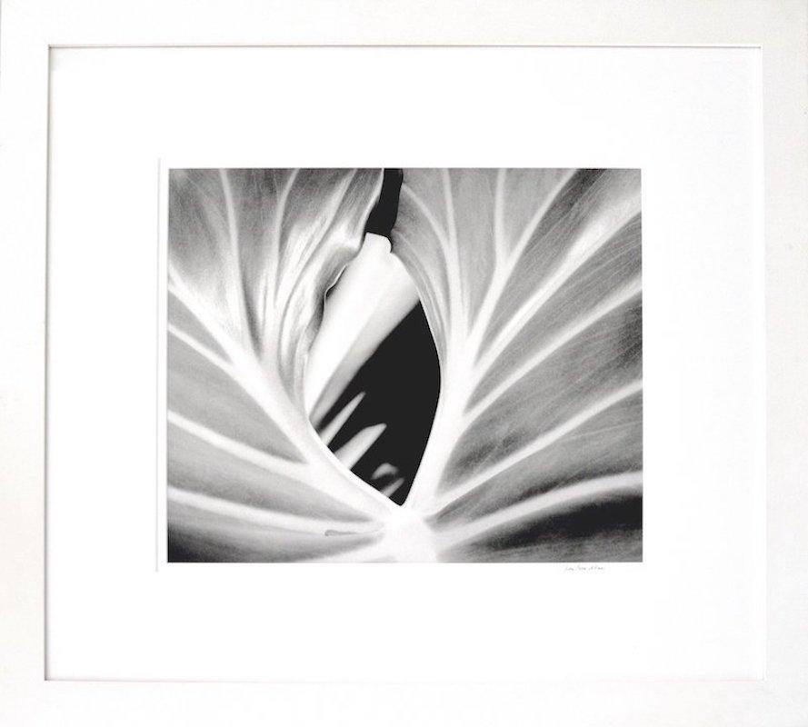 Coconuts and The Leaf (Diptyque), photographies de nature encadrées en noir et blanc - Gris Black and White Photograph par Iran Issa-Khan