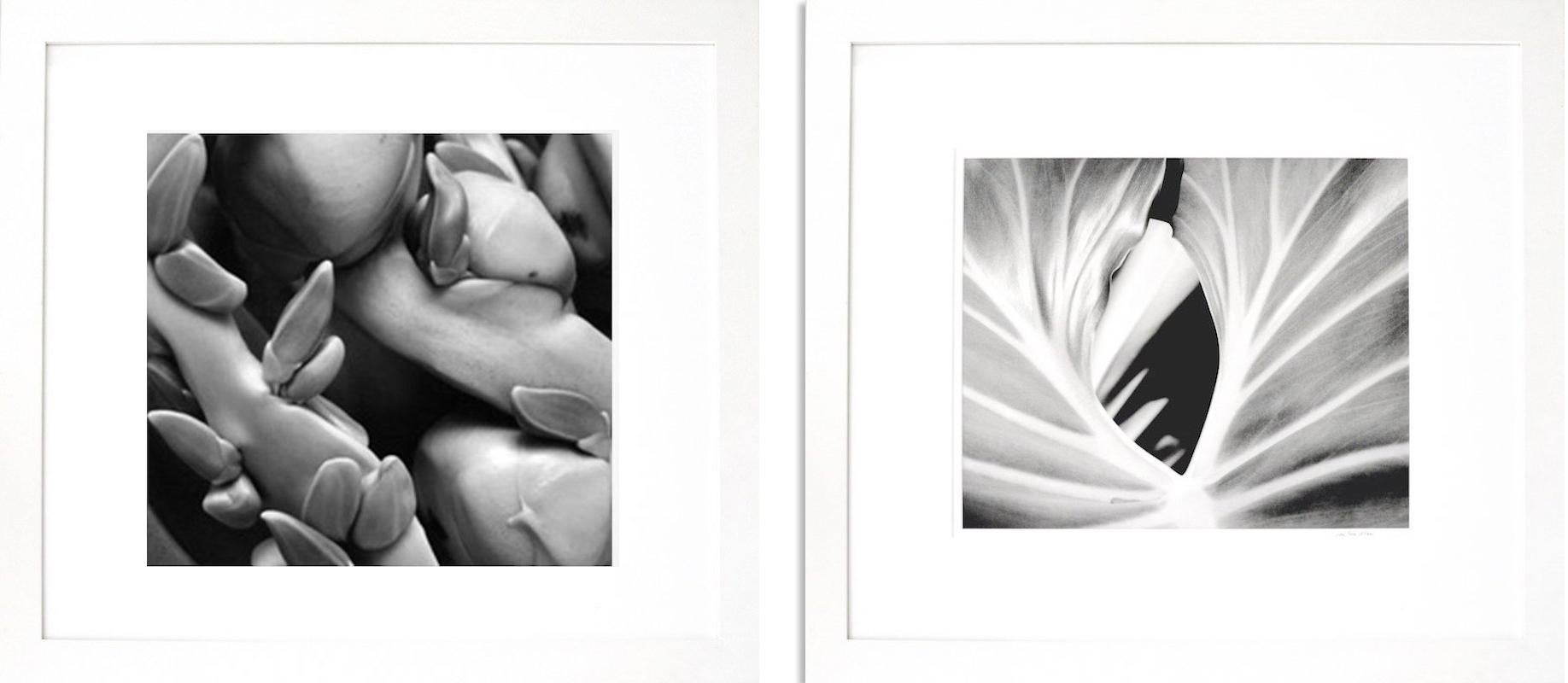 Iran Issa-Khan Black and White Photograph – Coconuts and The Leaf (Diptychon), gerahmte Schwarz-Weiß- Naturfotografien