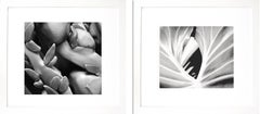 Coconuts and The Leaf (Diptych), Framed black and white nature photographs