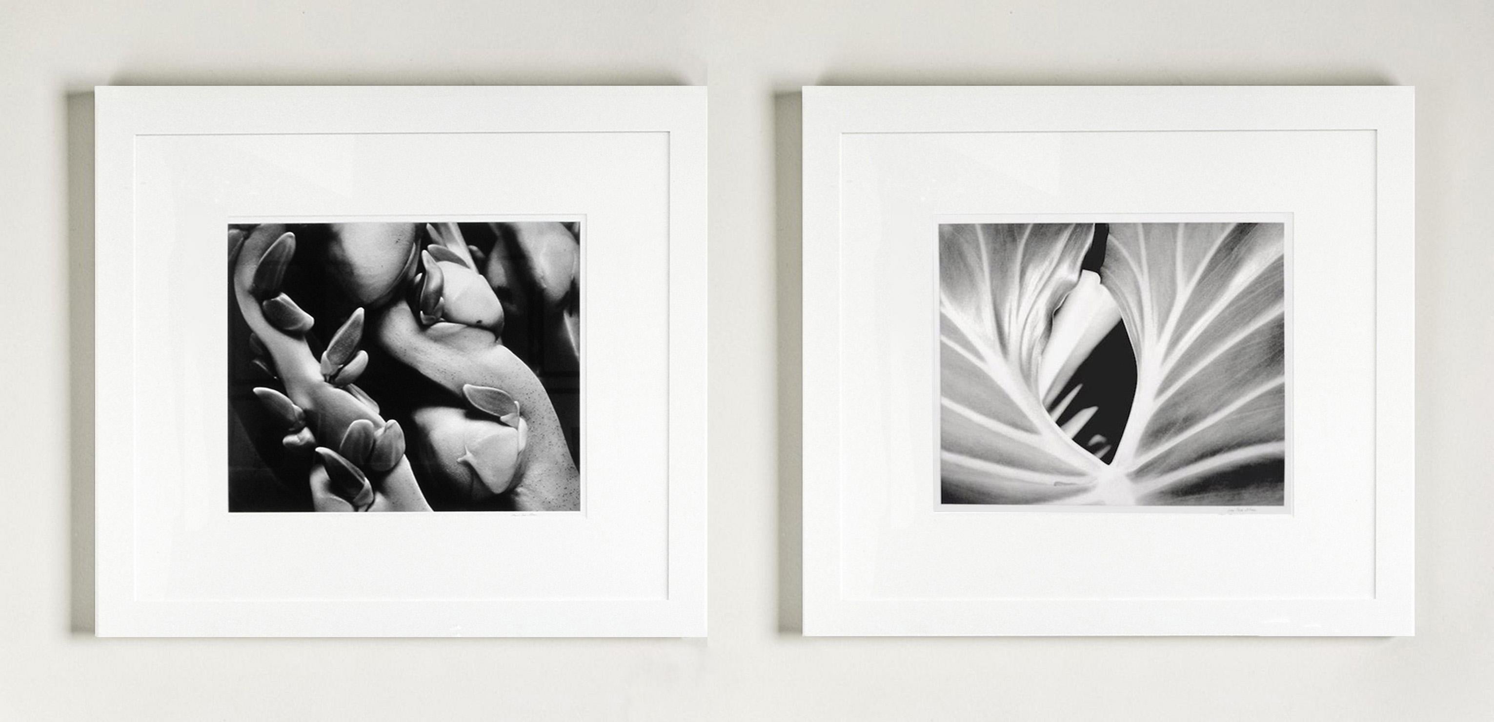 Noix de coco et le diptyque « The Leaf »