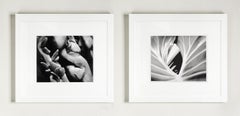 Coconuts and The Leaf Diptych