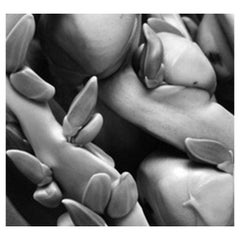 Coconuts, Framed Black and White Nature Photography