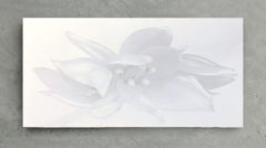 Rapture, White flower closet up Black and white Photograph Mounted on Plexiglass