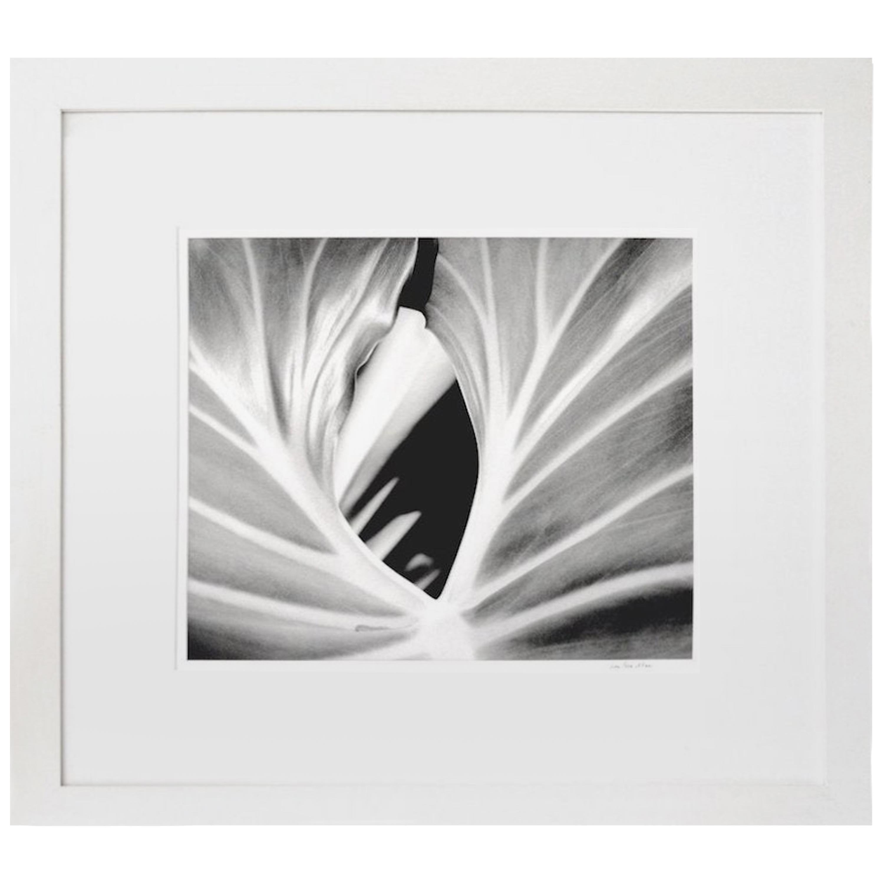 The Leaf by Iran Issa-Khan
Black and white archival pigment print
Image size: 19 in. H x 23 in. W
Frame size: 36 in. H x 40 in. W x 1 in D
Dated and signed by the artist
Unique
2000

Born in Tehran and raised in Europe and the United States, Iran,