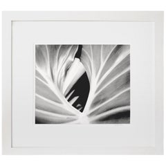 The Leaf, Plant. Framed Black and White Nature Photograph