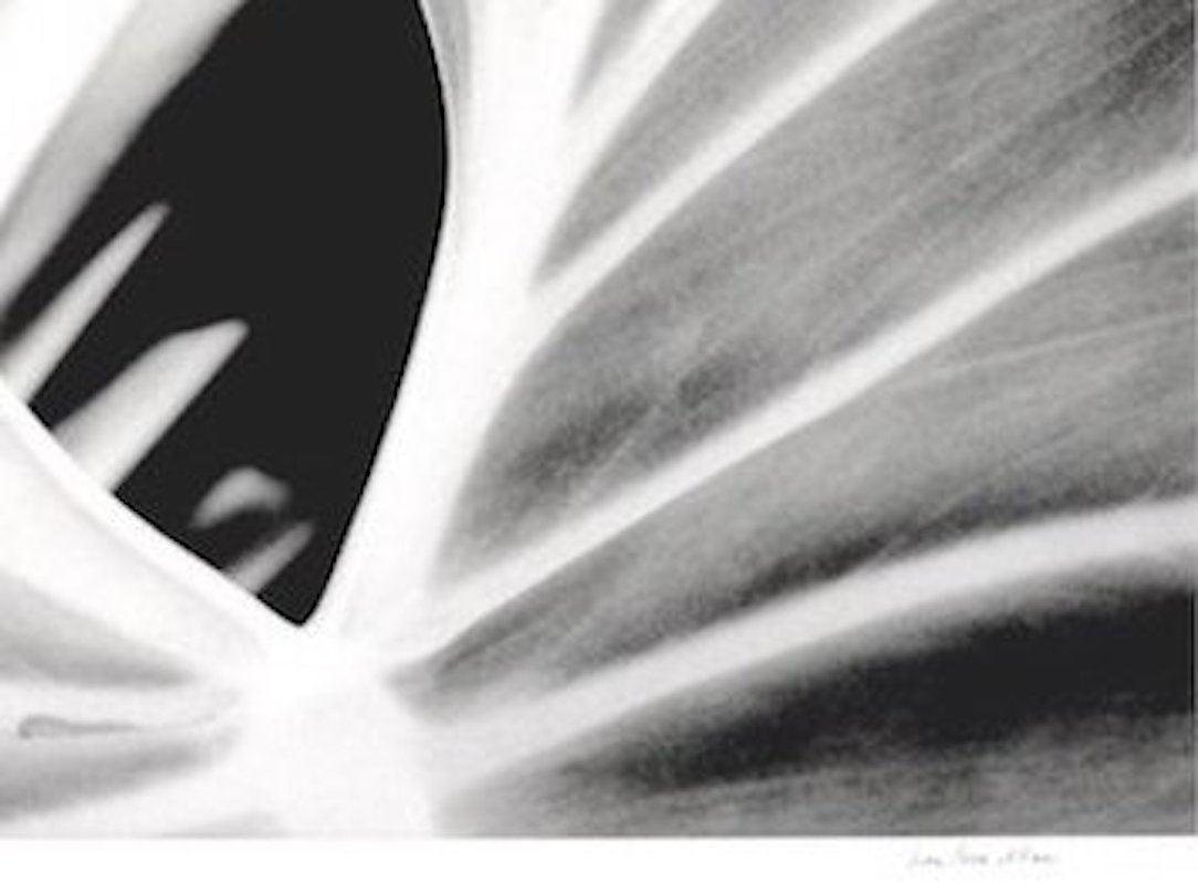 La feuille, la plante. Photographie de nature encadrée en noir et blanc en vente 2