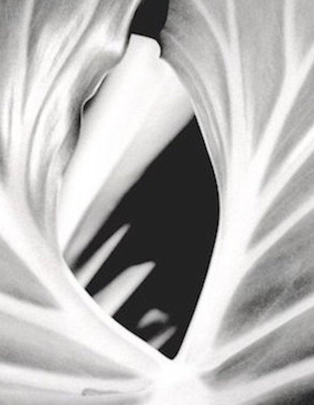 Das Blatt, Pflanze. Gerahmte Schwarz-Weiß- Naturfotografie im Angebot 2