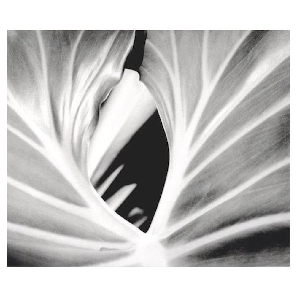 La feuille, la plante. Photographie de nature encadrée en noir et blanc en vente 1