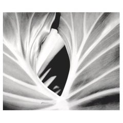 The Leaf, Framed Black and White Nature Photograph