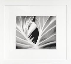 The Leaf, Plant. Framed Black and White Nature Photograph