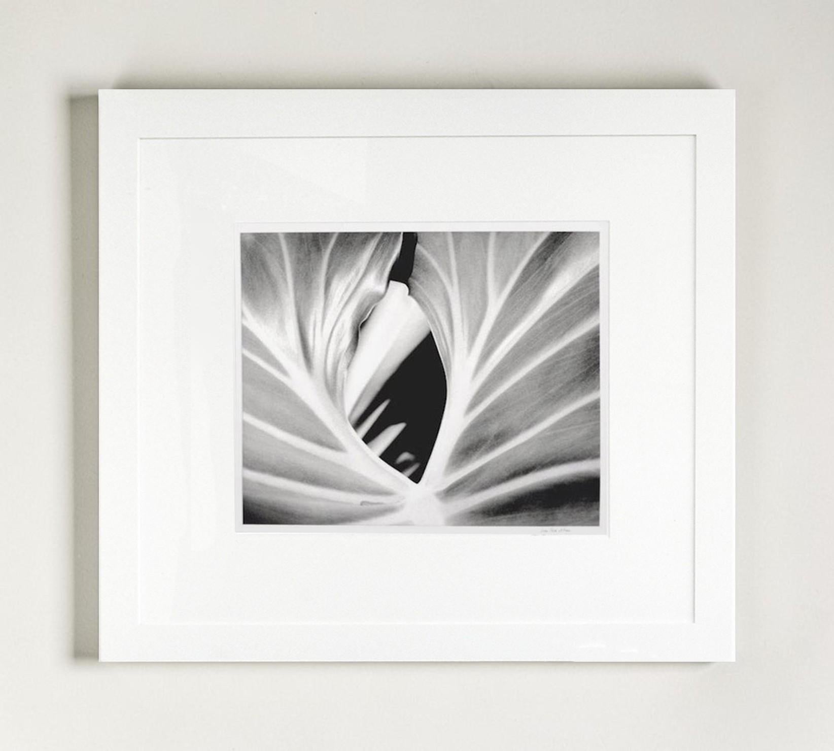 The Leaf, Plant. Framed Black and White Nature Photograph