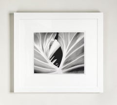 The Leaf, Plant. Framed Black and White Nature Photograph