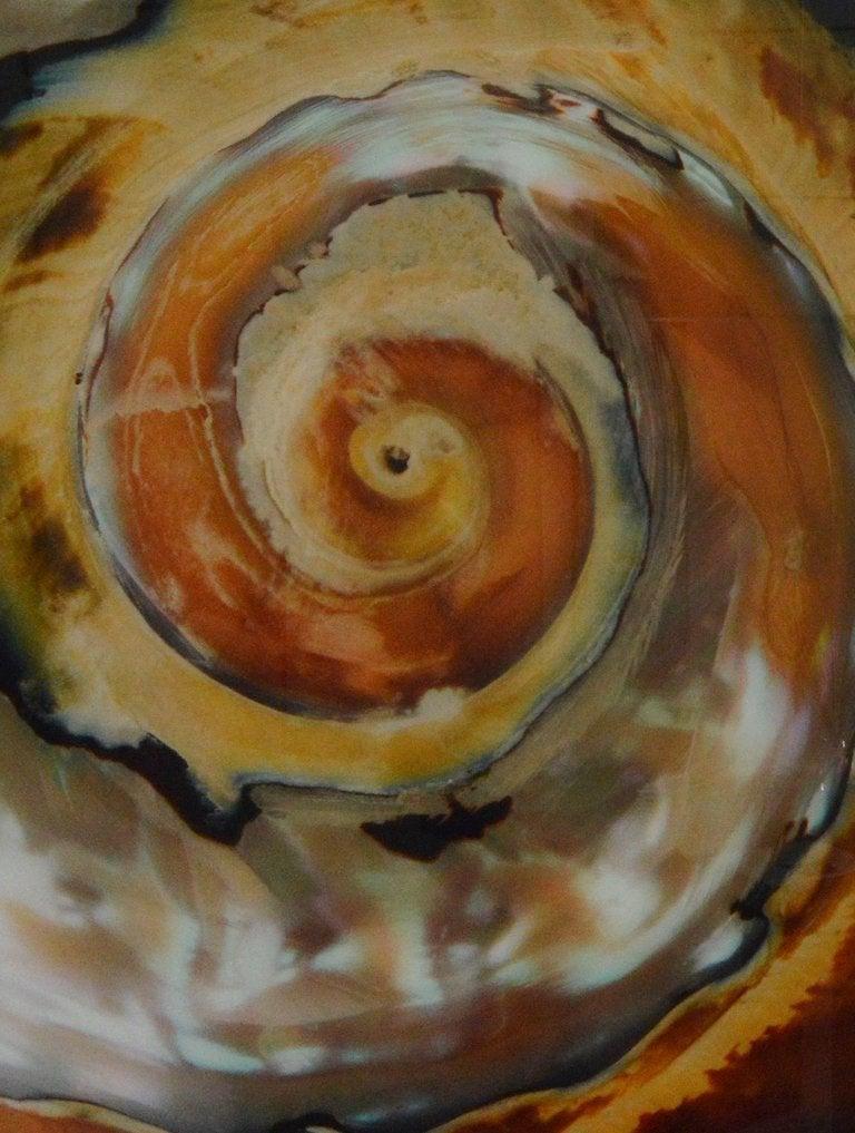 Whirlwind.  Sea Shelf close up. Large Color Photograph Mounted on Plexiglass For Sale 1