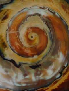 Whirlwind.  Sea Shelf close up. Large Color Photograph Mounted on Plexiglass