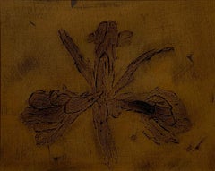 Iris marrone