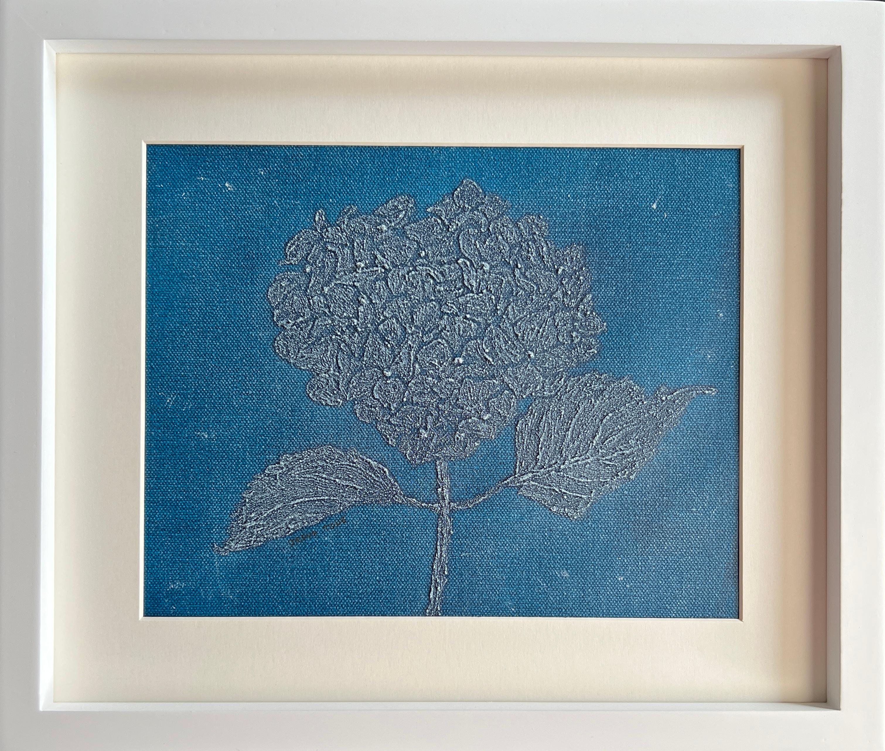 Hortensia Blu 6