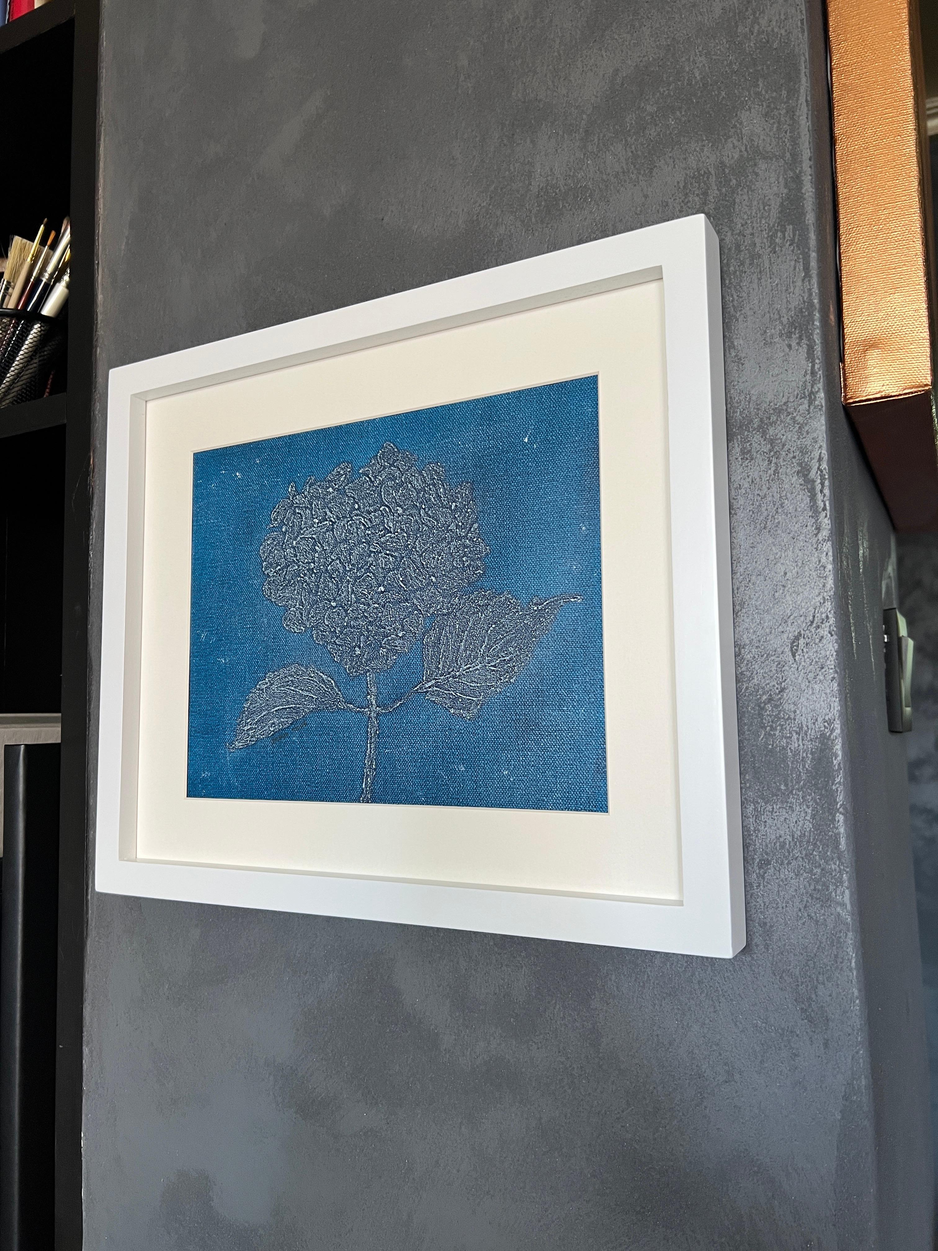 Hortensia Blu 4